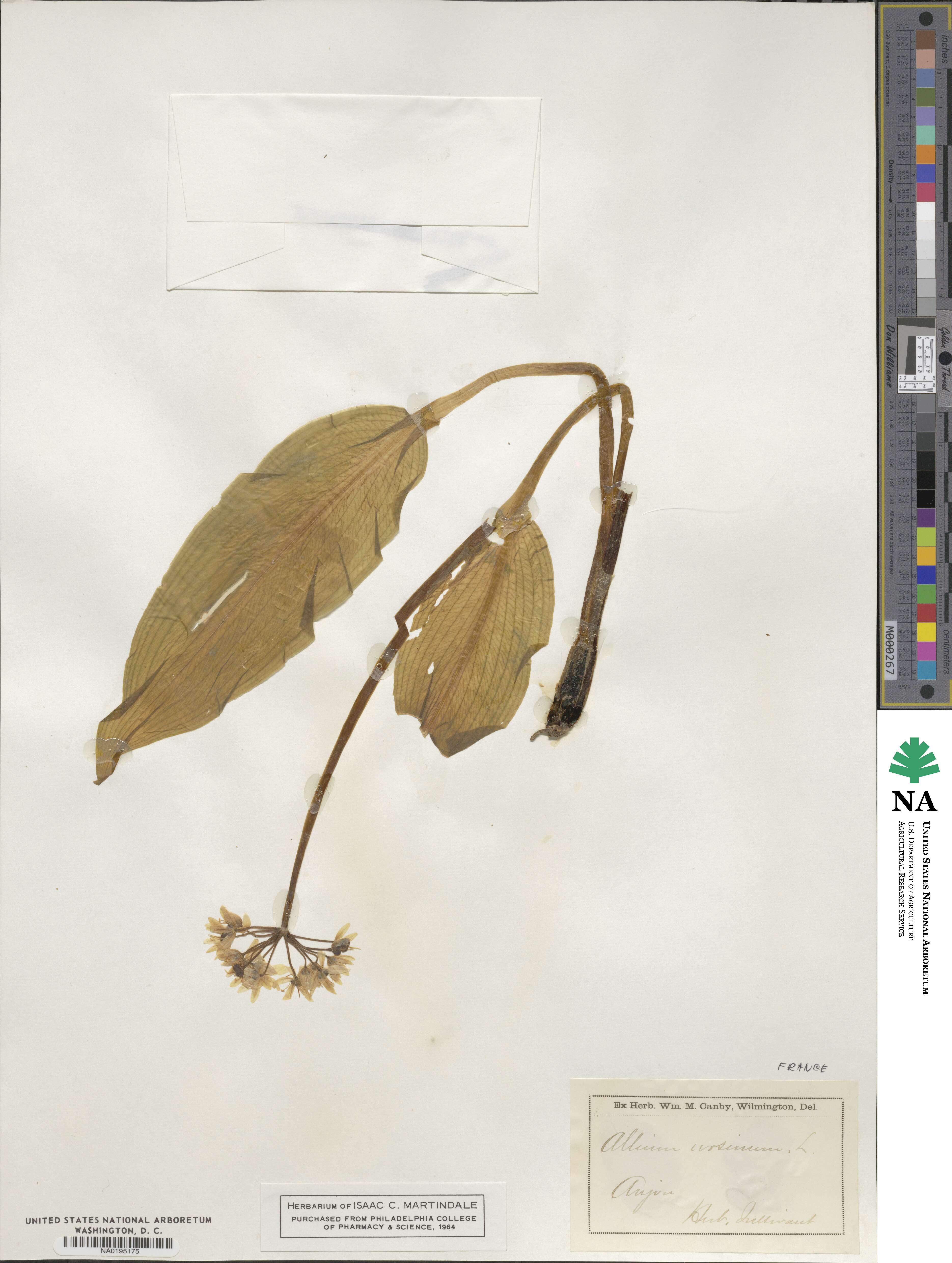 Allium ursinum image