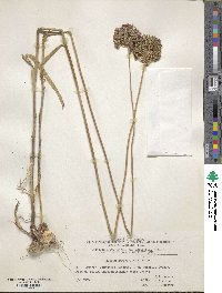 Allium atroviolaceum image