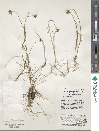 Allium cyaneum image