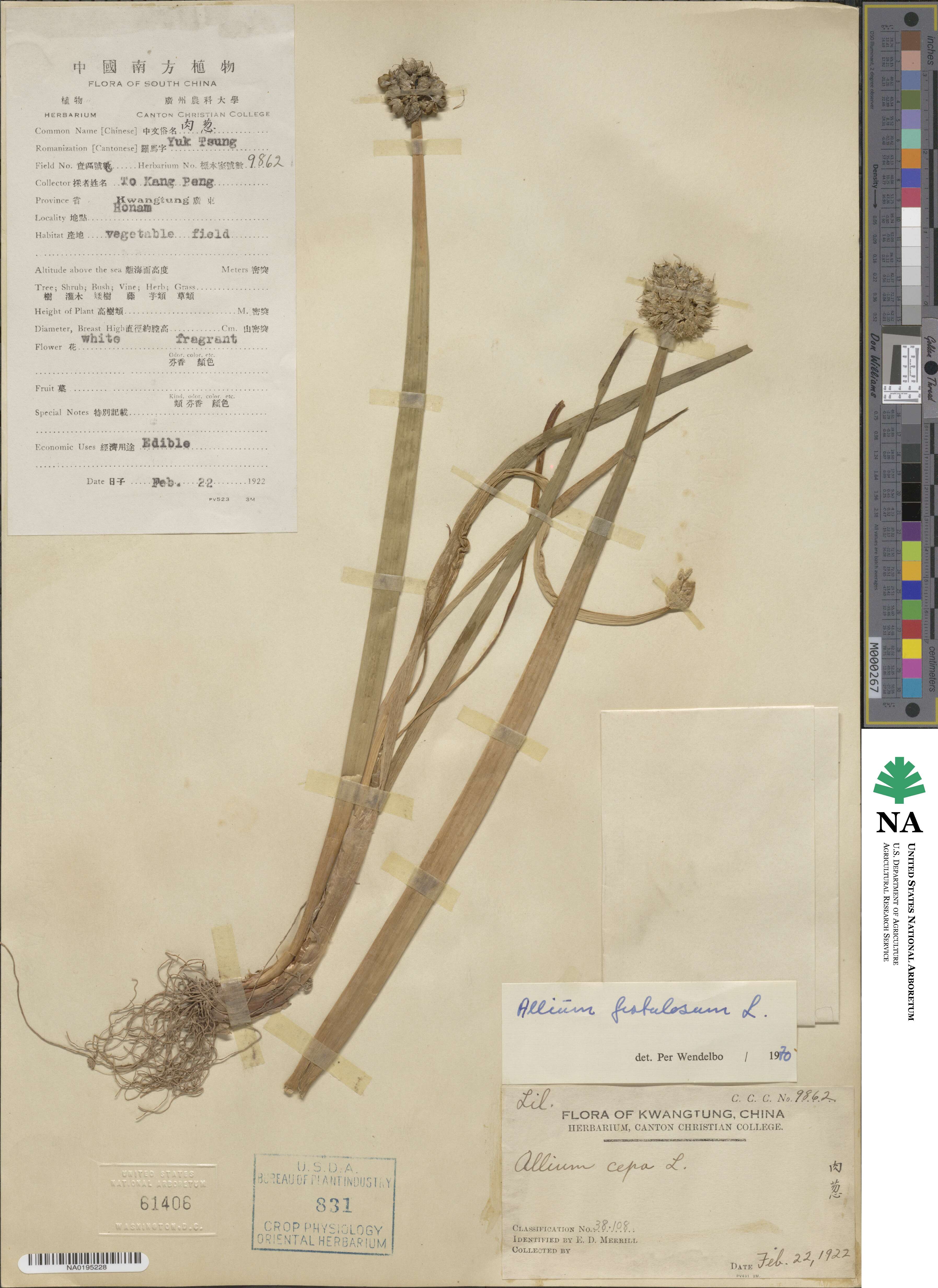 Allium fistulosum image