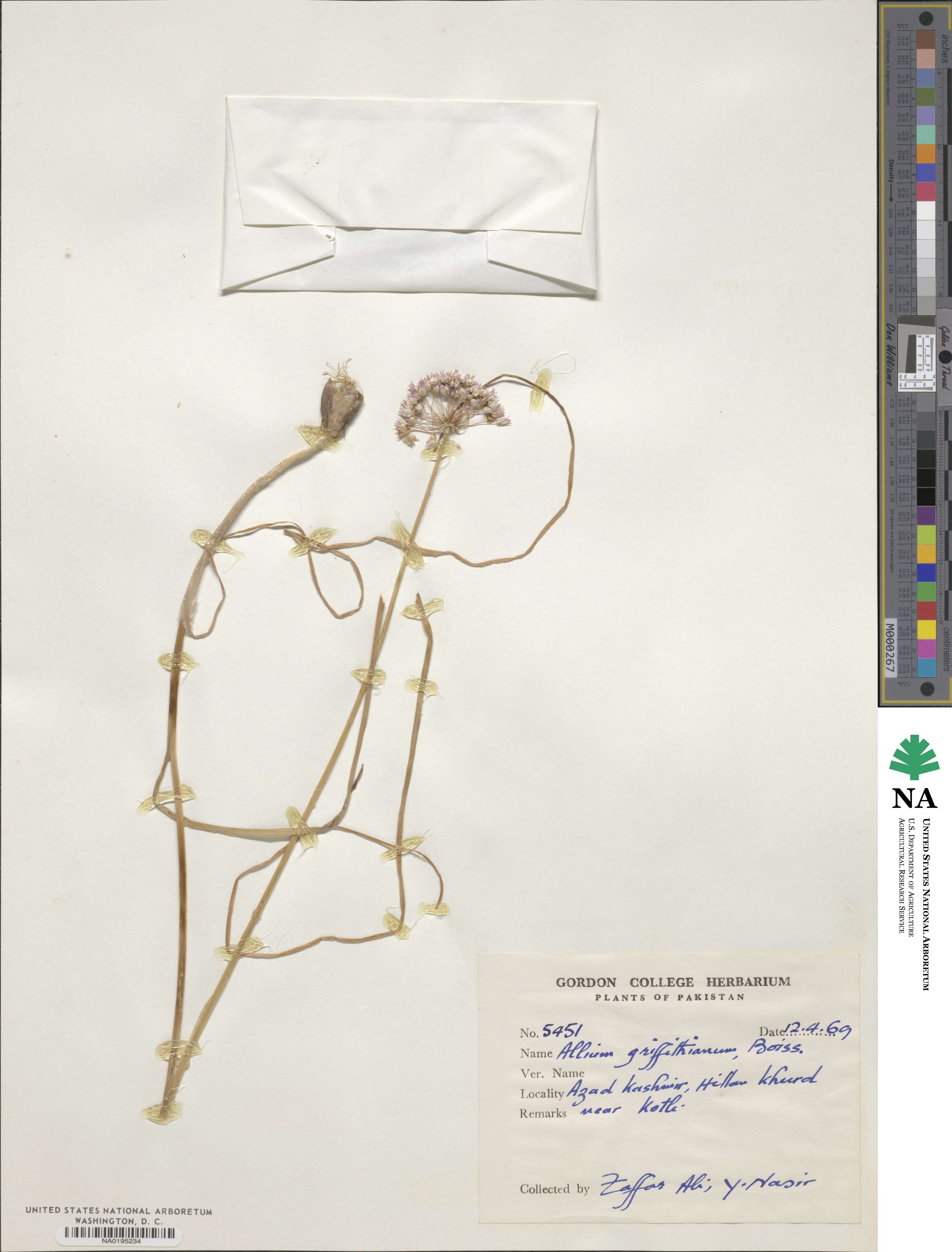 Allium griffithianum image