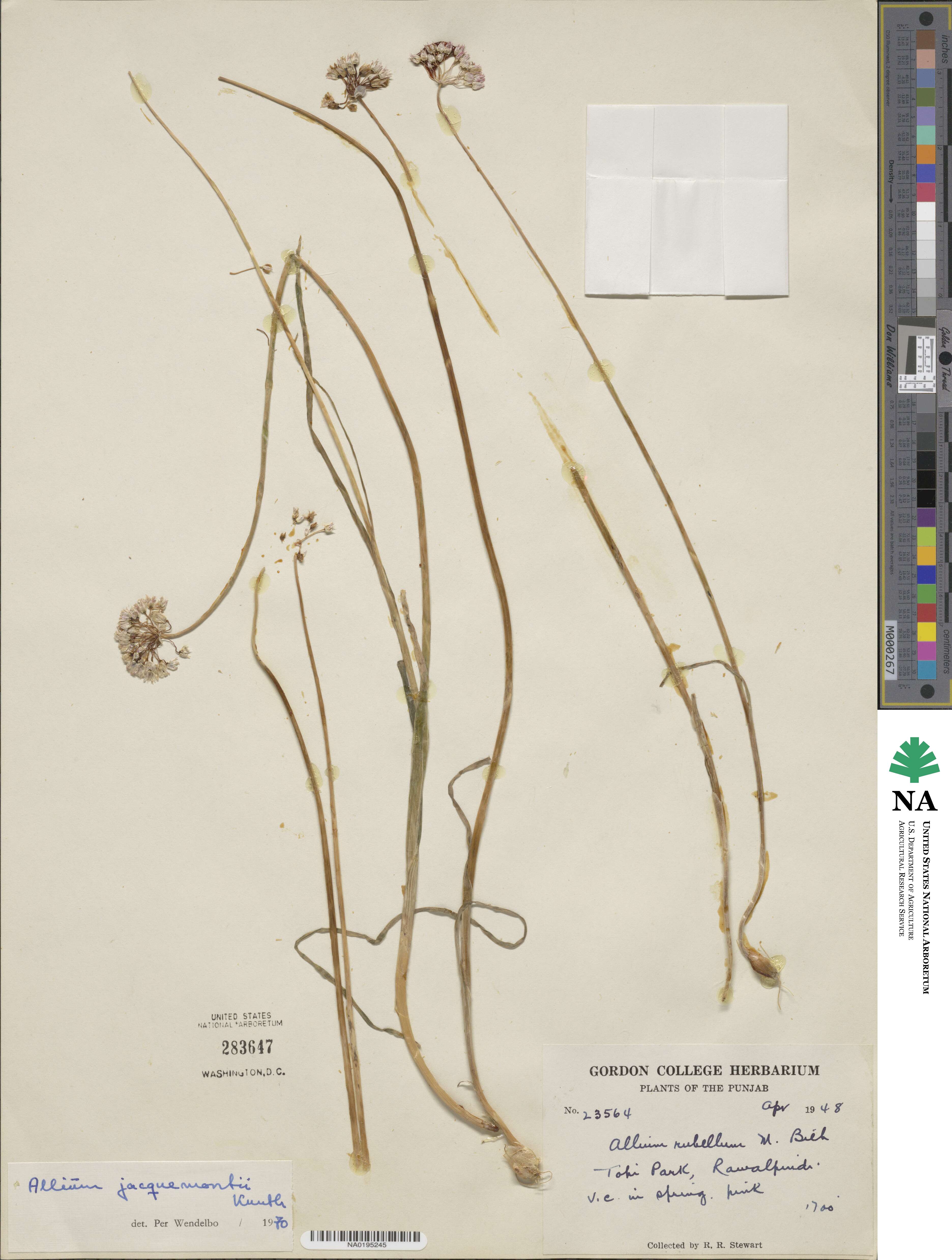 Allium jacquemontii image