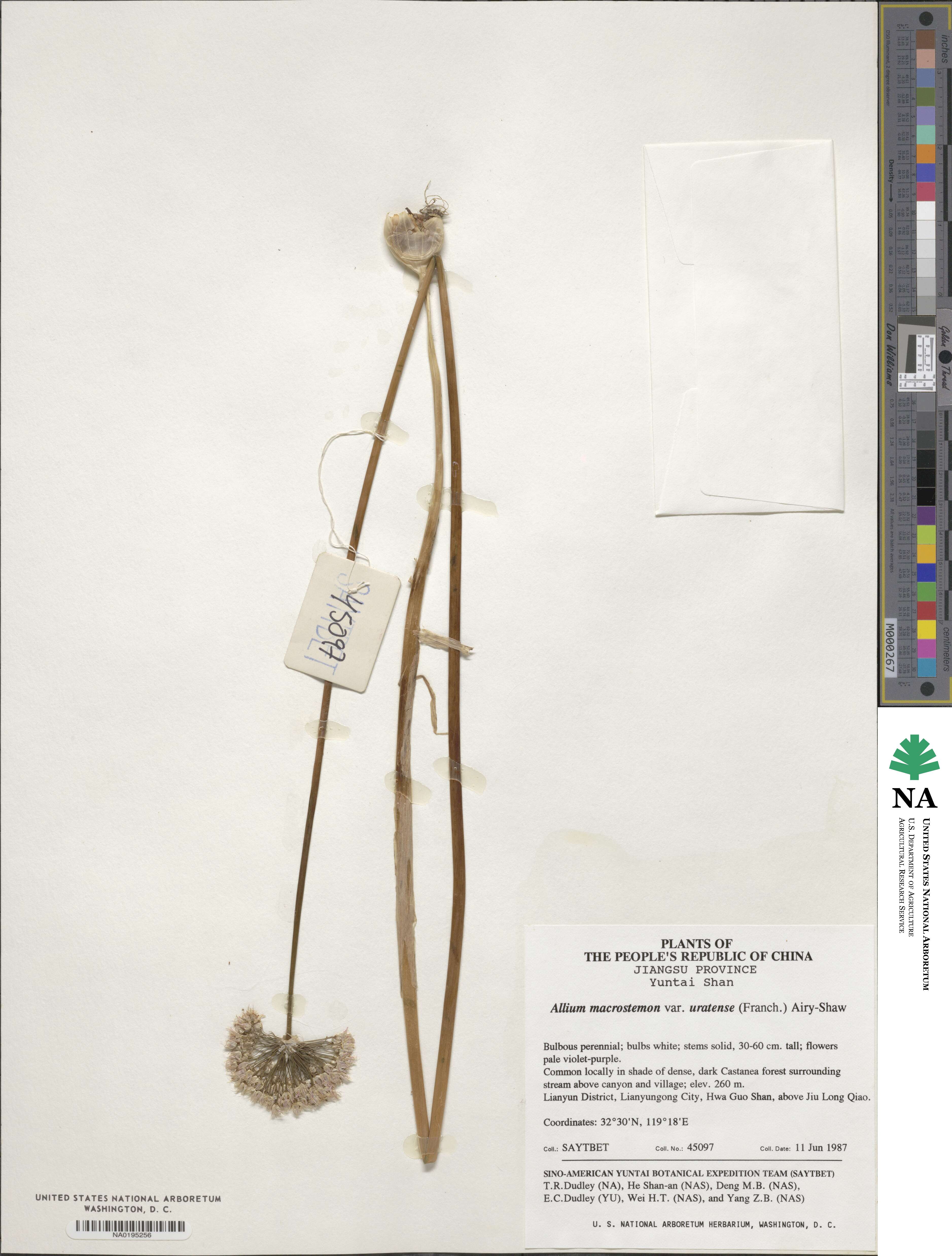 Allium macrostemon image