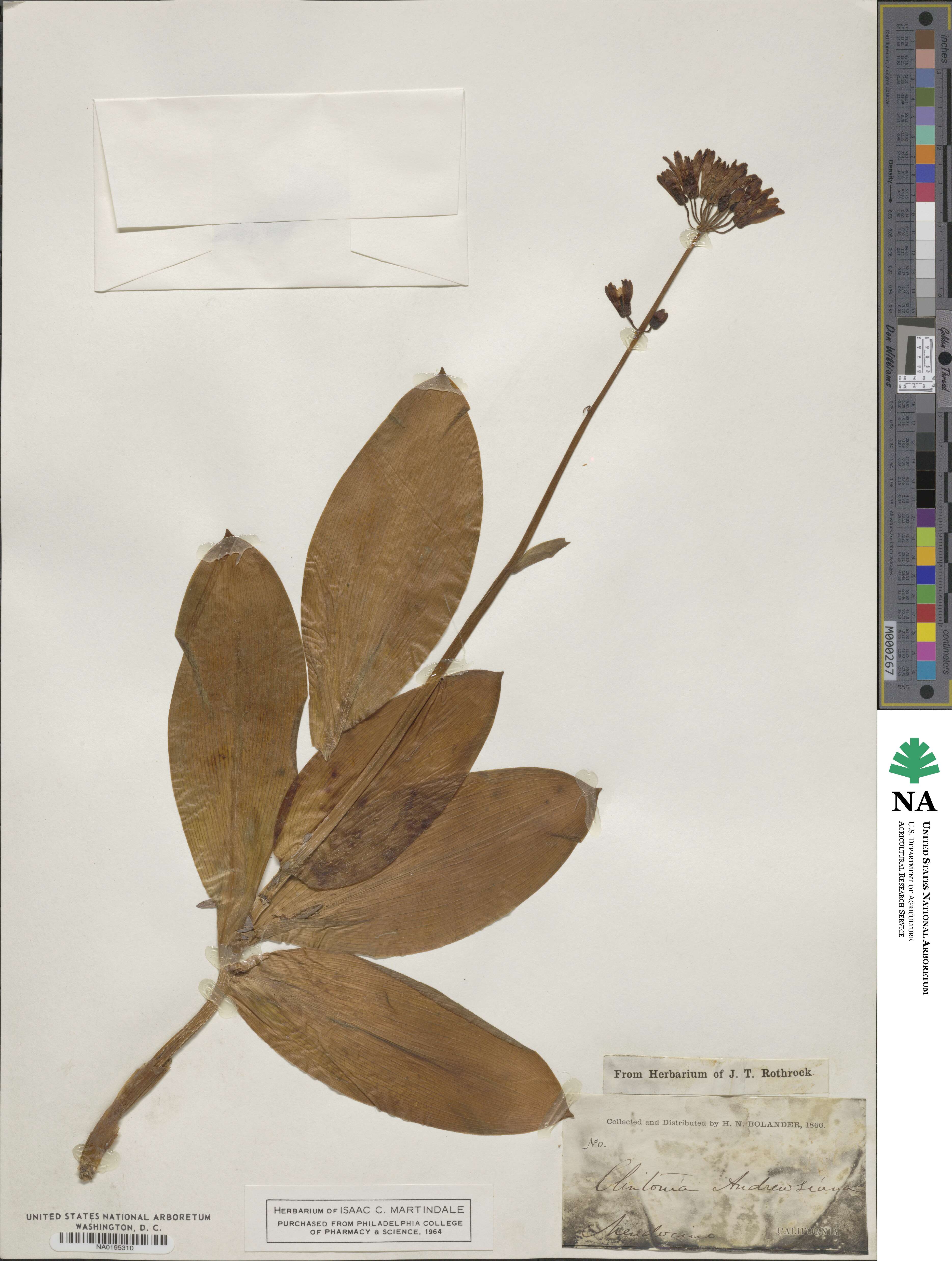 Clintonia andrewsiana image