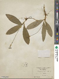 Clintonia borealis image