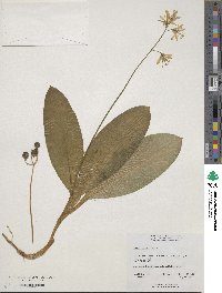 Clintonia borealis image