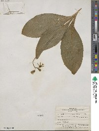 Clintonia borealis image