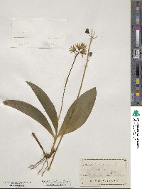 Clintonia borealis image