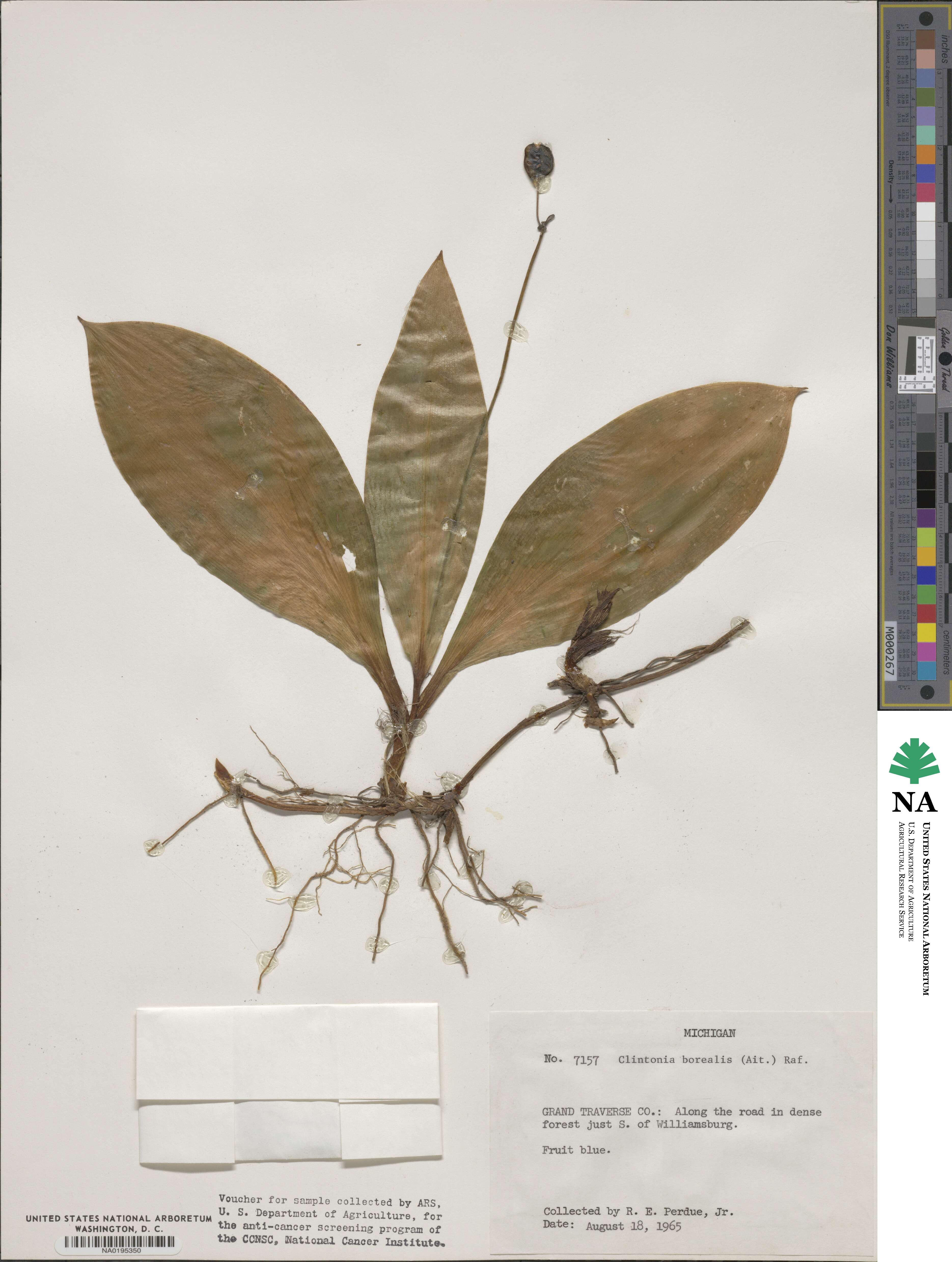 Clintonia borealis image