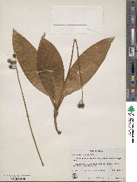 Clintonia borealis image