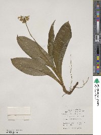 Clintonia borealis image