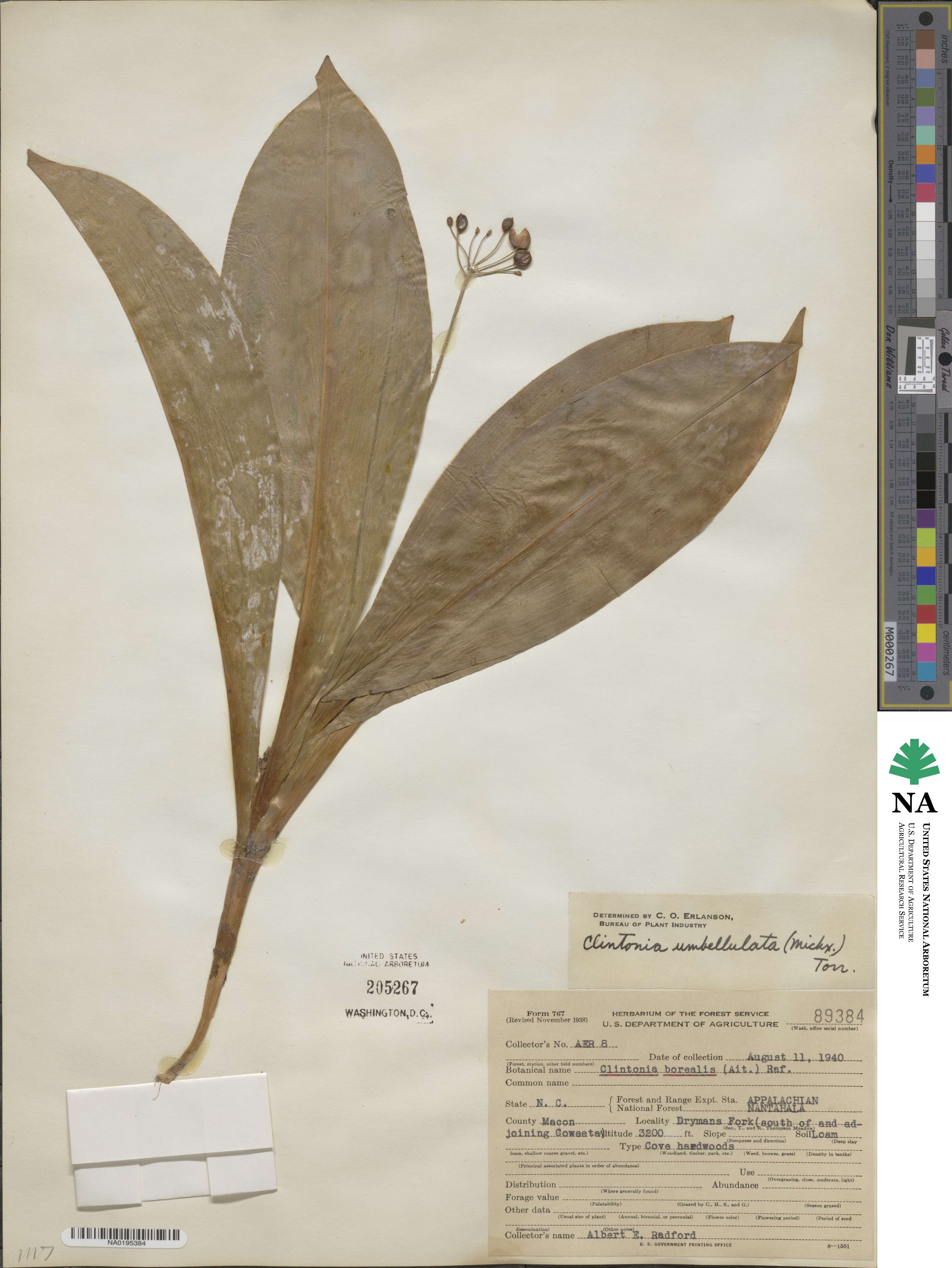 Clintonia umbellulata image