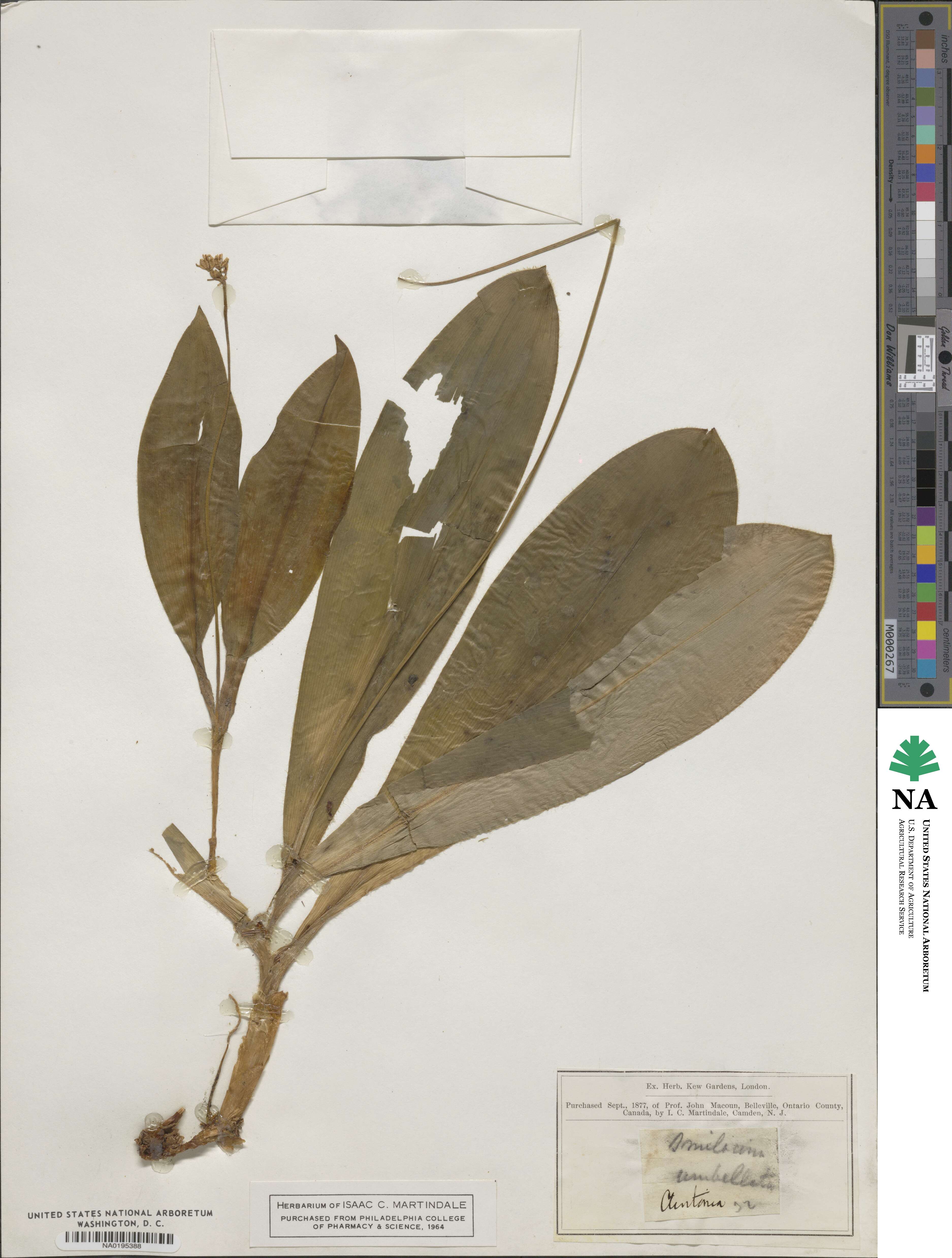 Clintonia umbellulata image