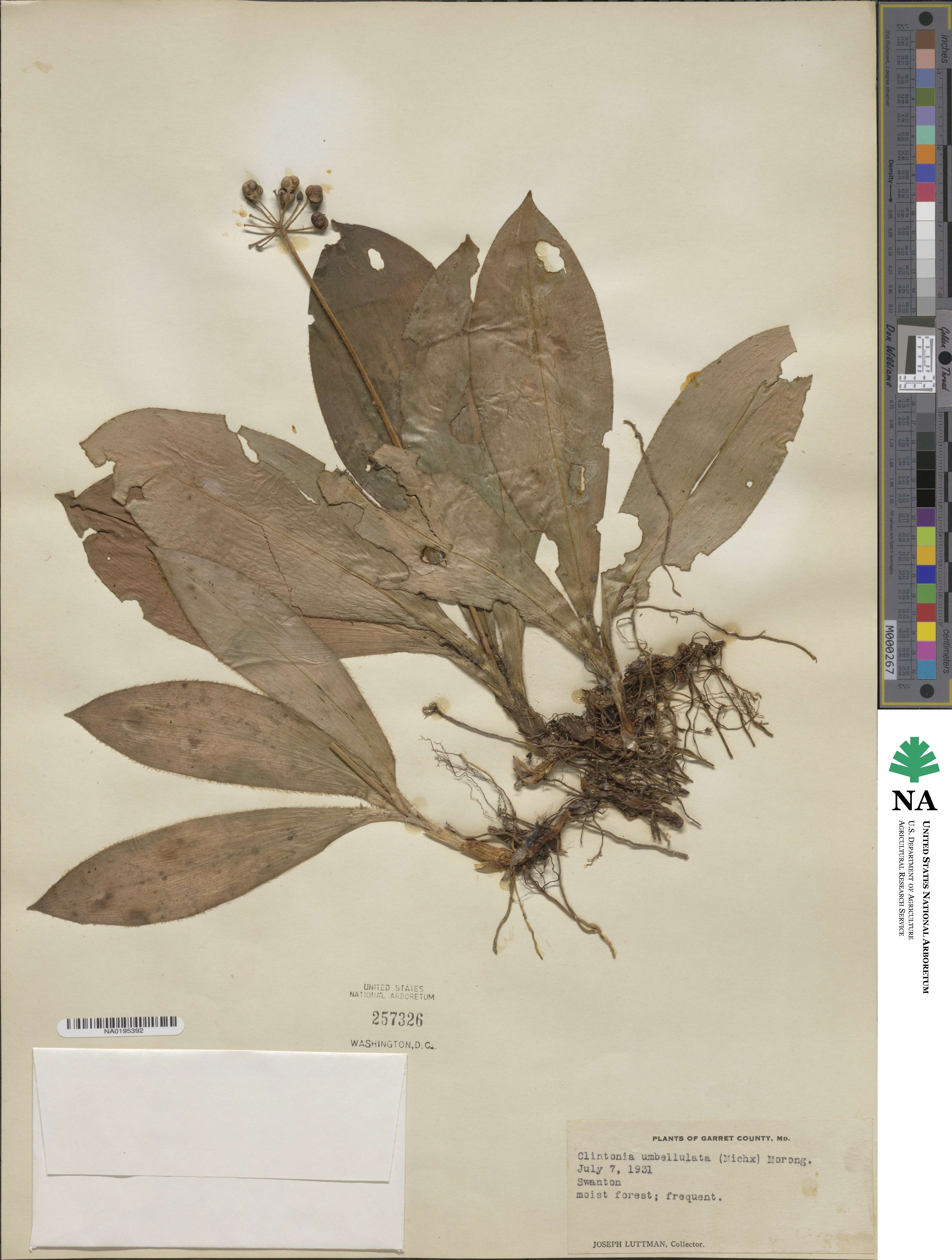 Clintonia umbellulata image