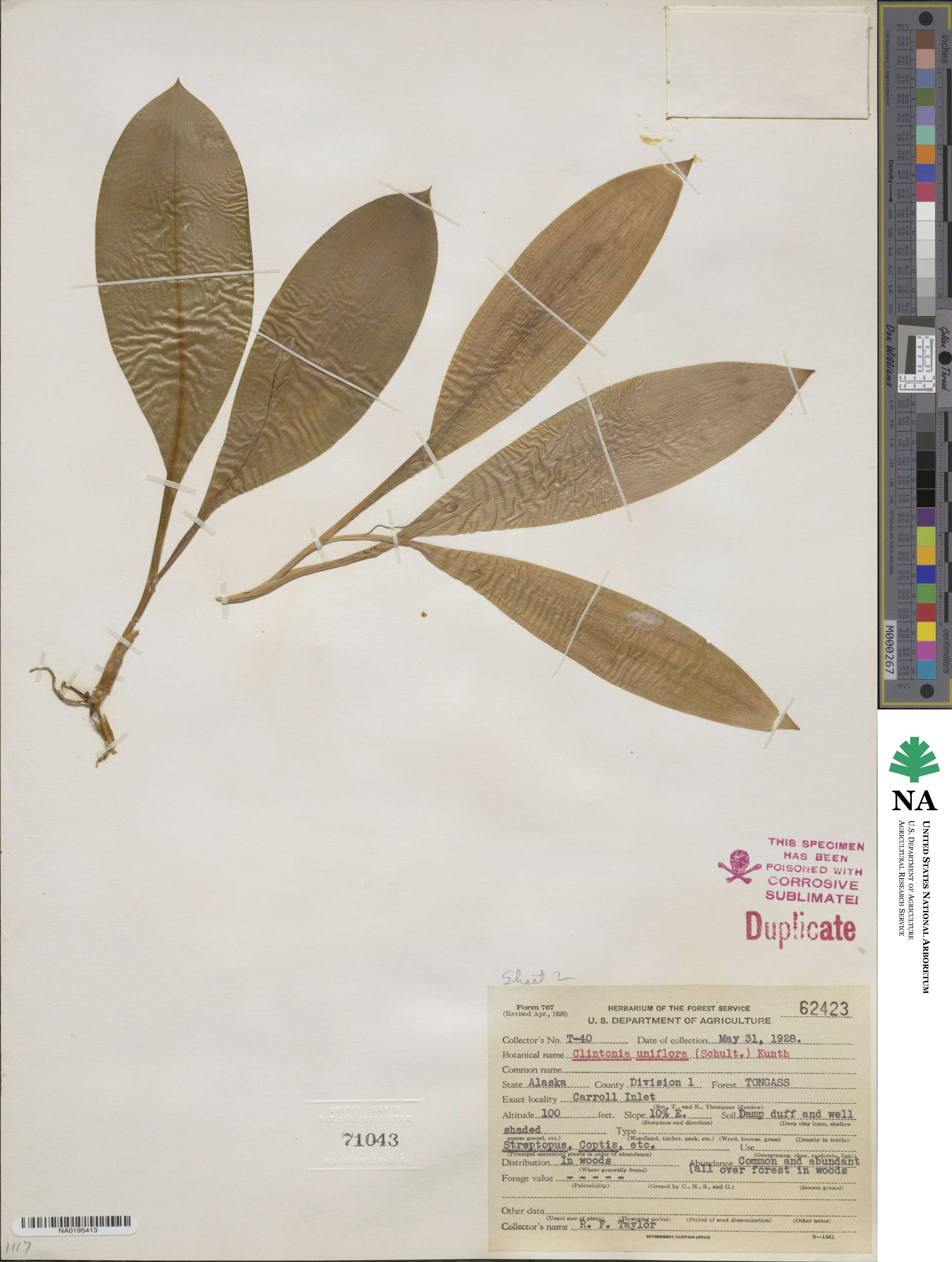 Clintonia image