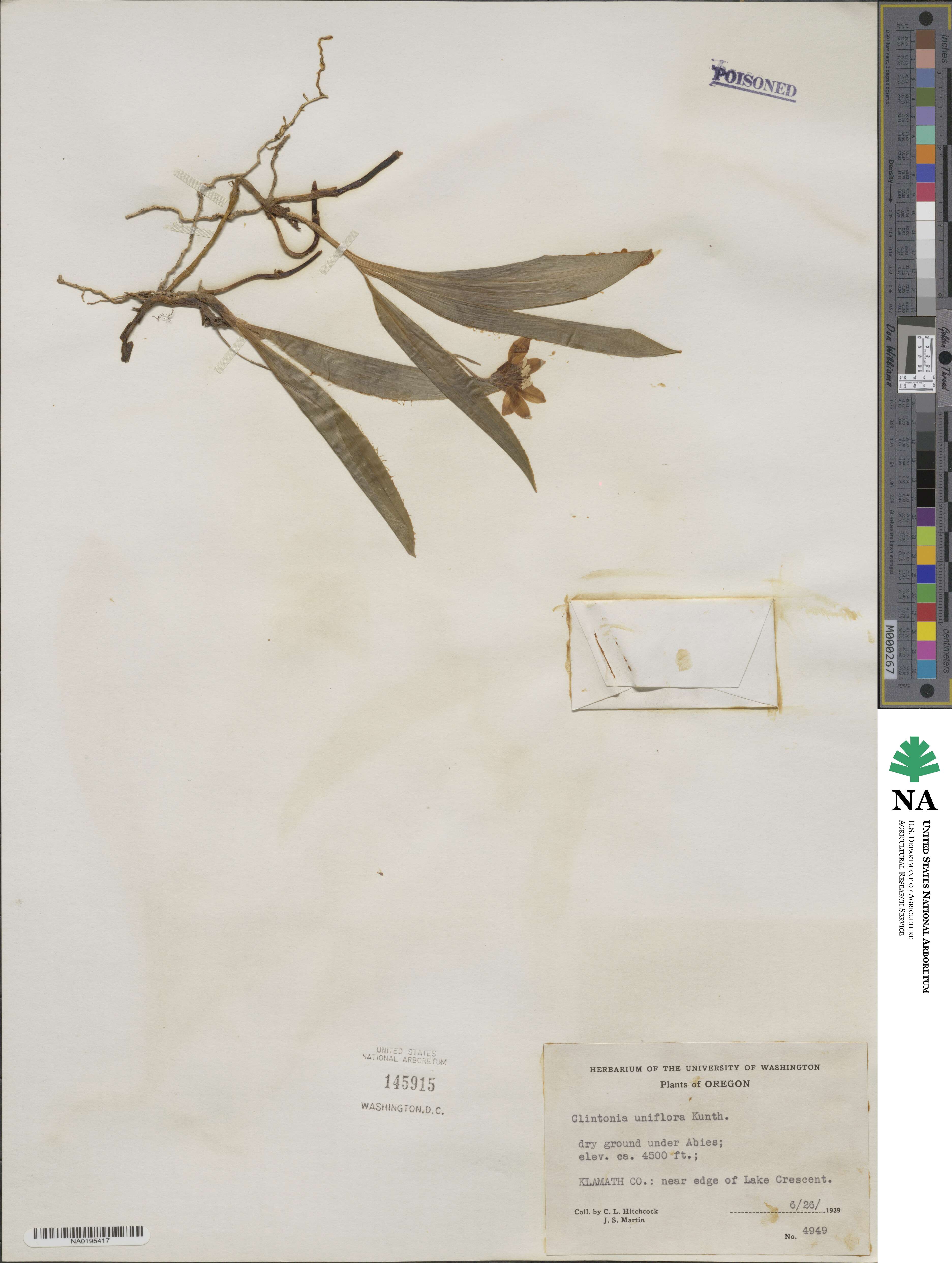 Clintonia uniflora image