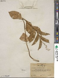 Maianthemum racemosum subsp. amplexicaule image