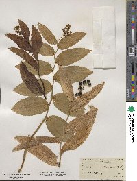 Maianthemum racemosum subsp. amplexicaule image