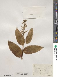 Maianthemum racemosum image