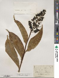 Maianthemum racemosum subsp. amplexicaule image