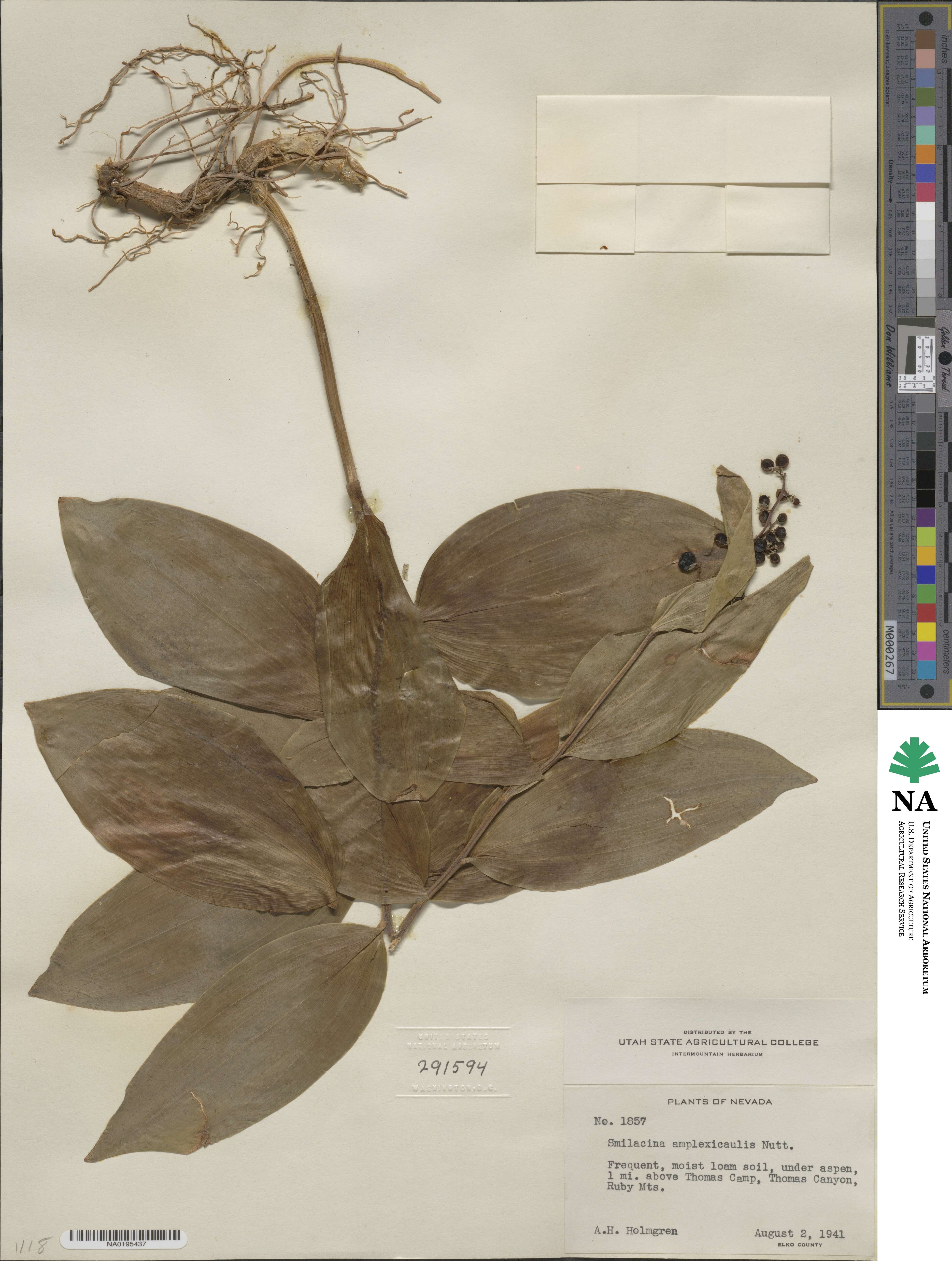 Maianthemum racemosum subsp. amplexicaule image