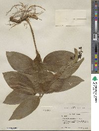 Maianthemum racemosum subsp. amplexicaule image