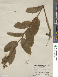 Maianthemum racemosum subsp. amplexicaule image