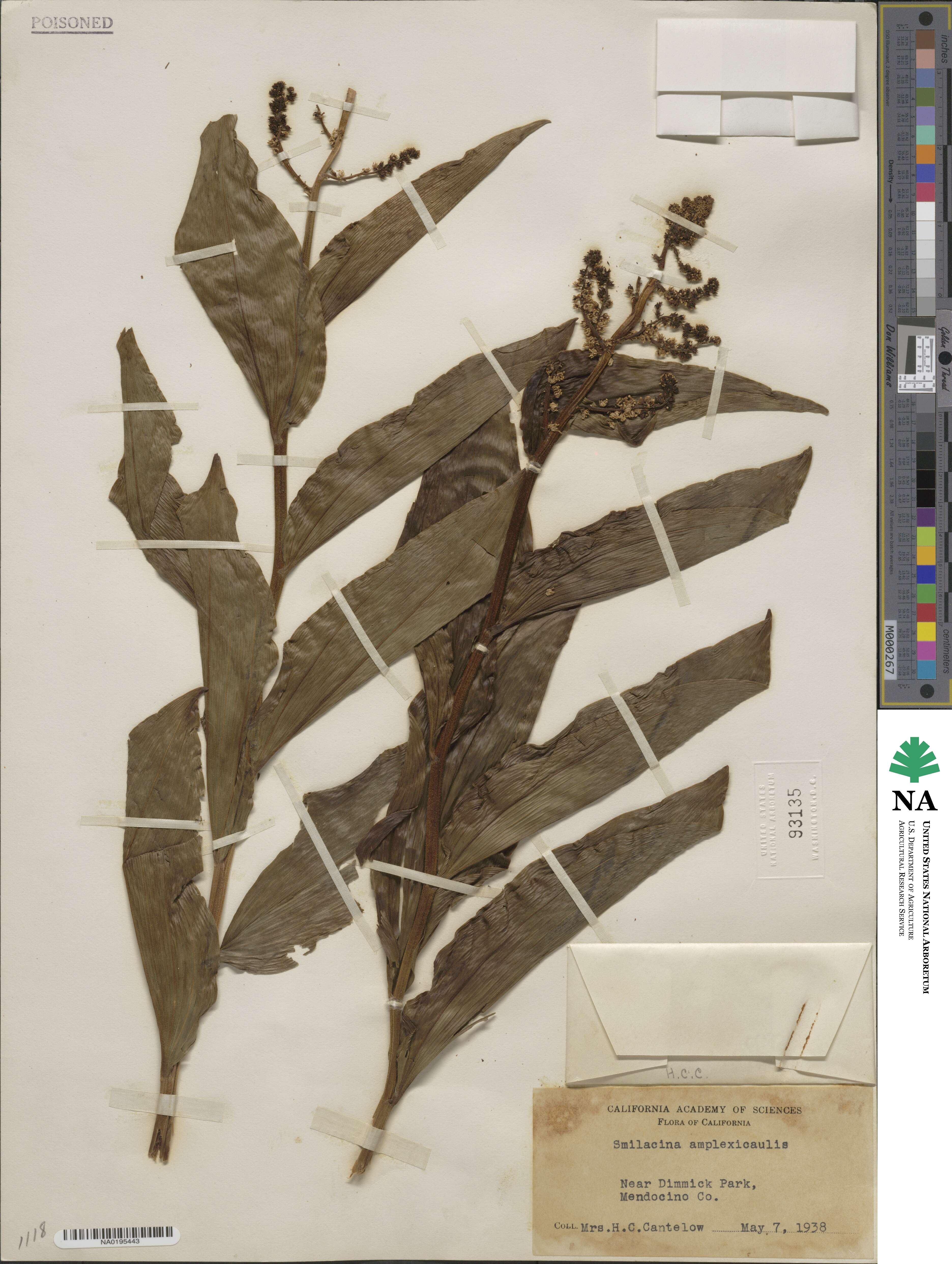 Maianthemum racemosum image