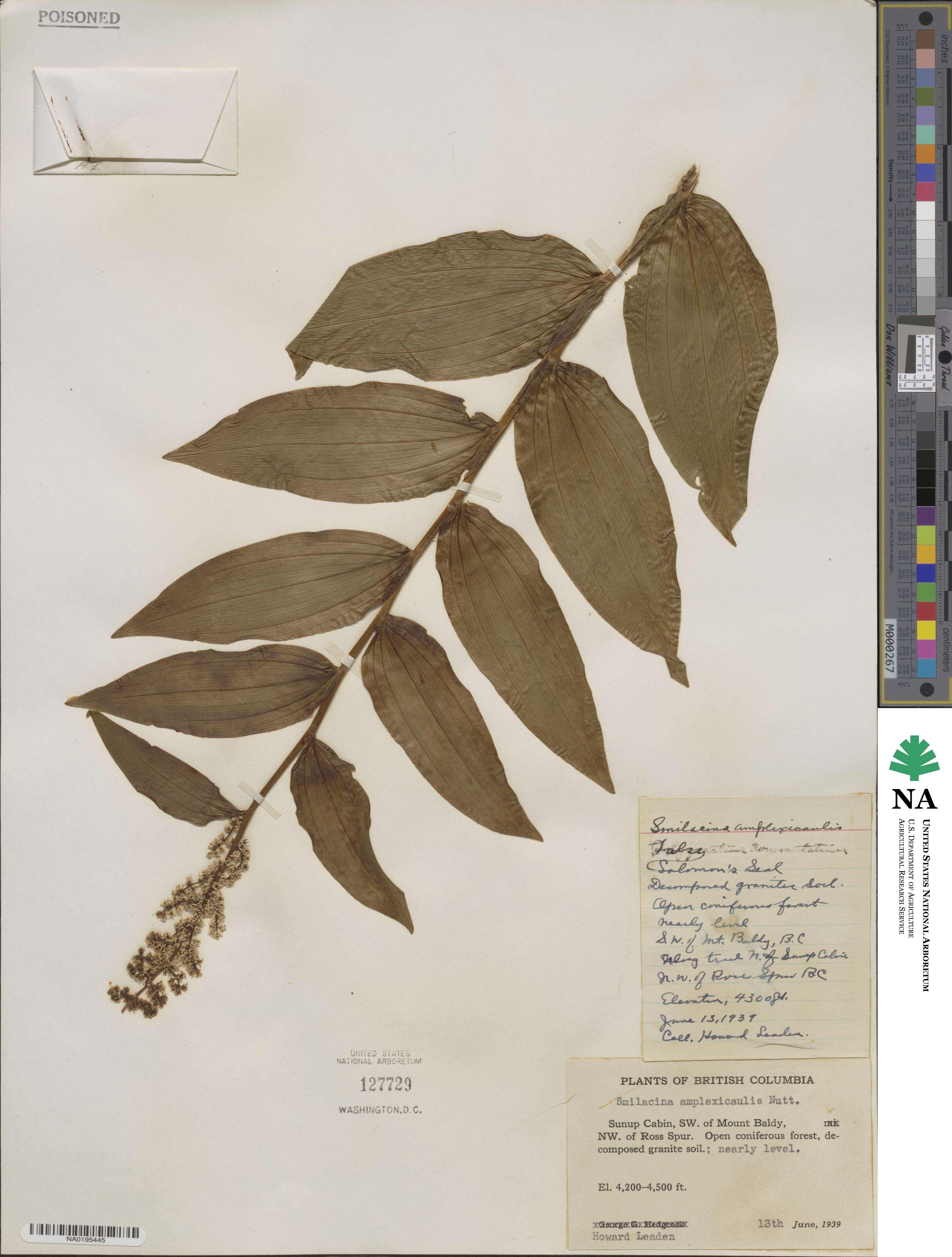 Maianthemum racemosum subsp. amplexicaule image