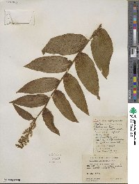 Maianthemum racemosum subsp. amplexicaule image