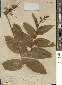 Maianthemum racemosum subsp. amplexicaule image