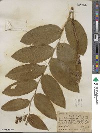 Maianthemum racemosum subsp. amplexicaule image