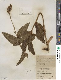 Maianthemum racemosum subsp. amplexicaule image