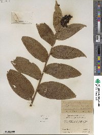 Maianthemum racemosum image