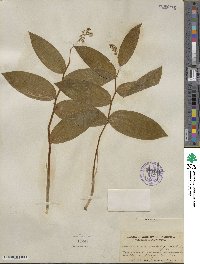 Maianthemum racemosum subsp. amplexicaule image