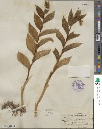 Maianthemum racemosum subsp. amplexicaule image