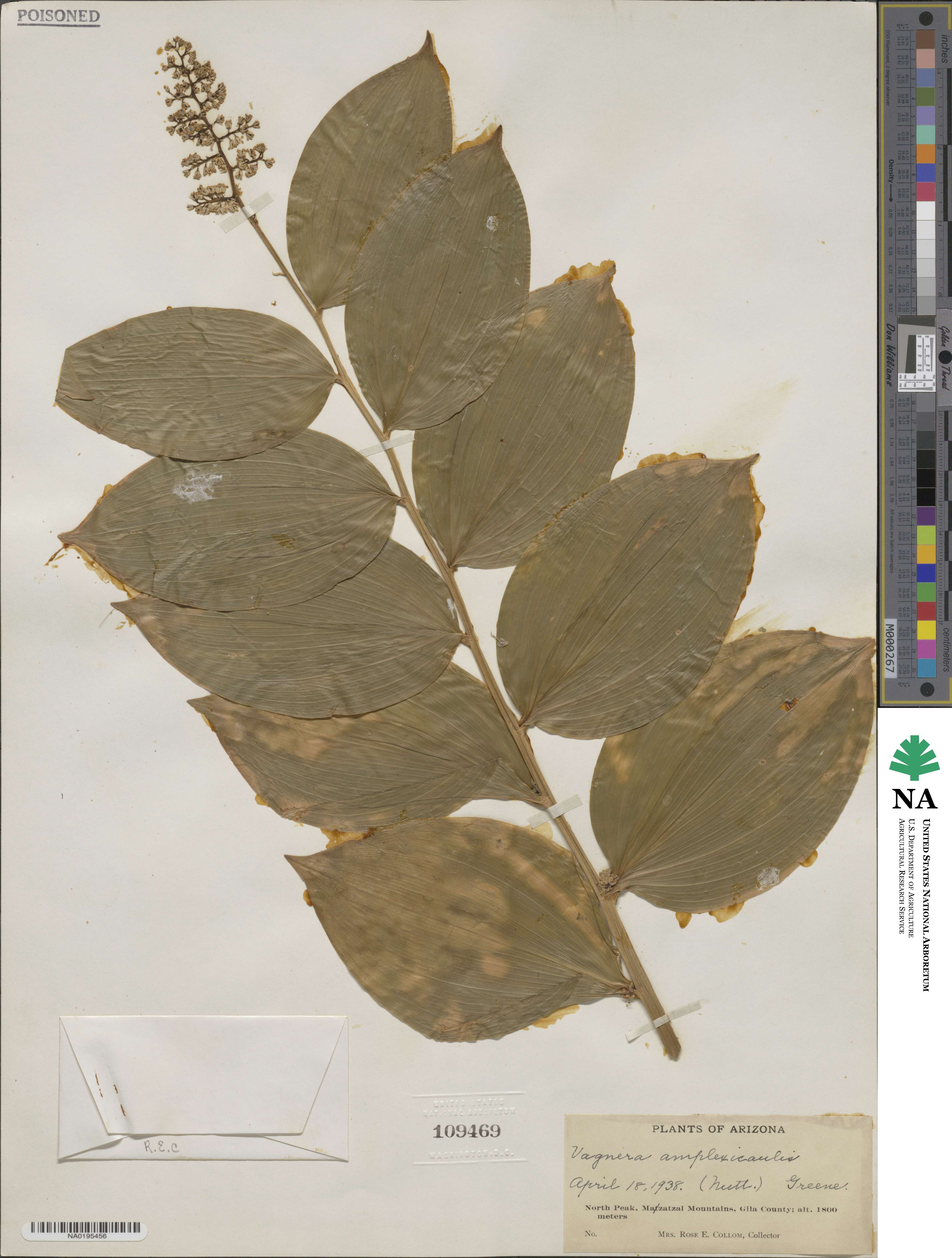 Maianthemum racemosum subsp. amplexicaule image