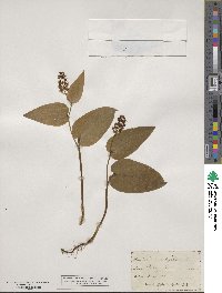 Maianthemum bifolium image