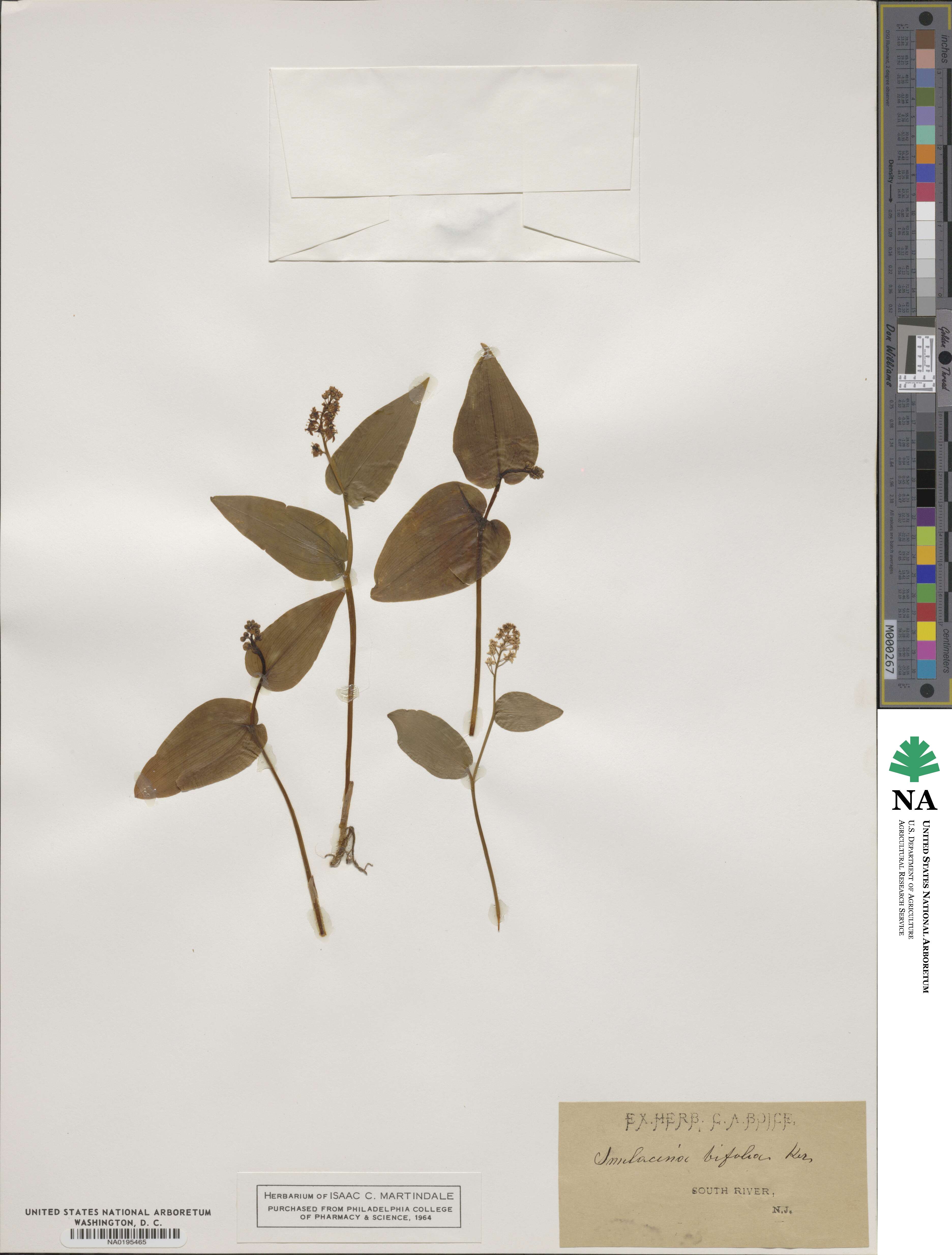 Maianthemum bifolium image