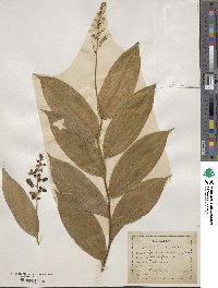 Maianthemum racemosum image