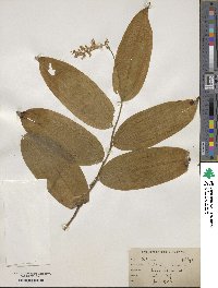 Maianthemum racemosum image