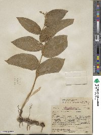 Maianthemum racemosum image