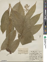 Maianthemum racemosum image