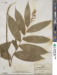 Maianthemum racemosum image