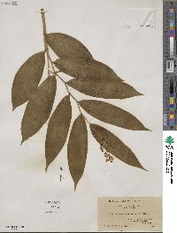 Maianthemum racemosum image