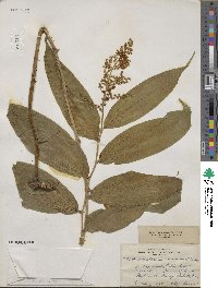 Maianthemum racemosum image