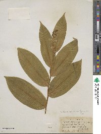 Maianthemum racemosum image