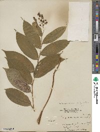 Maianthemum racemosum image