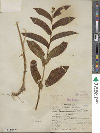 Maianthemum racemosum image