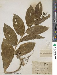 Maianthemum racemosum image